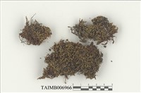 藏品(簑苔屬)的圖片